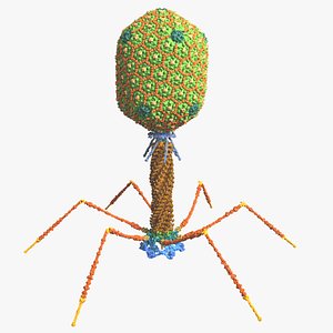 Bacteriophage T4