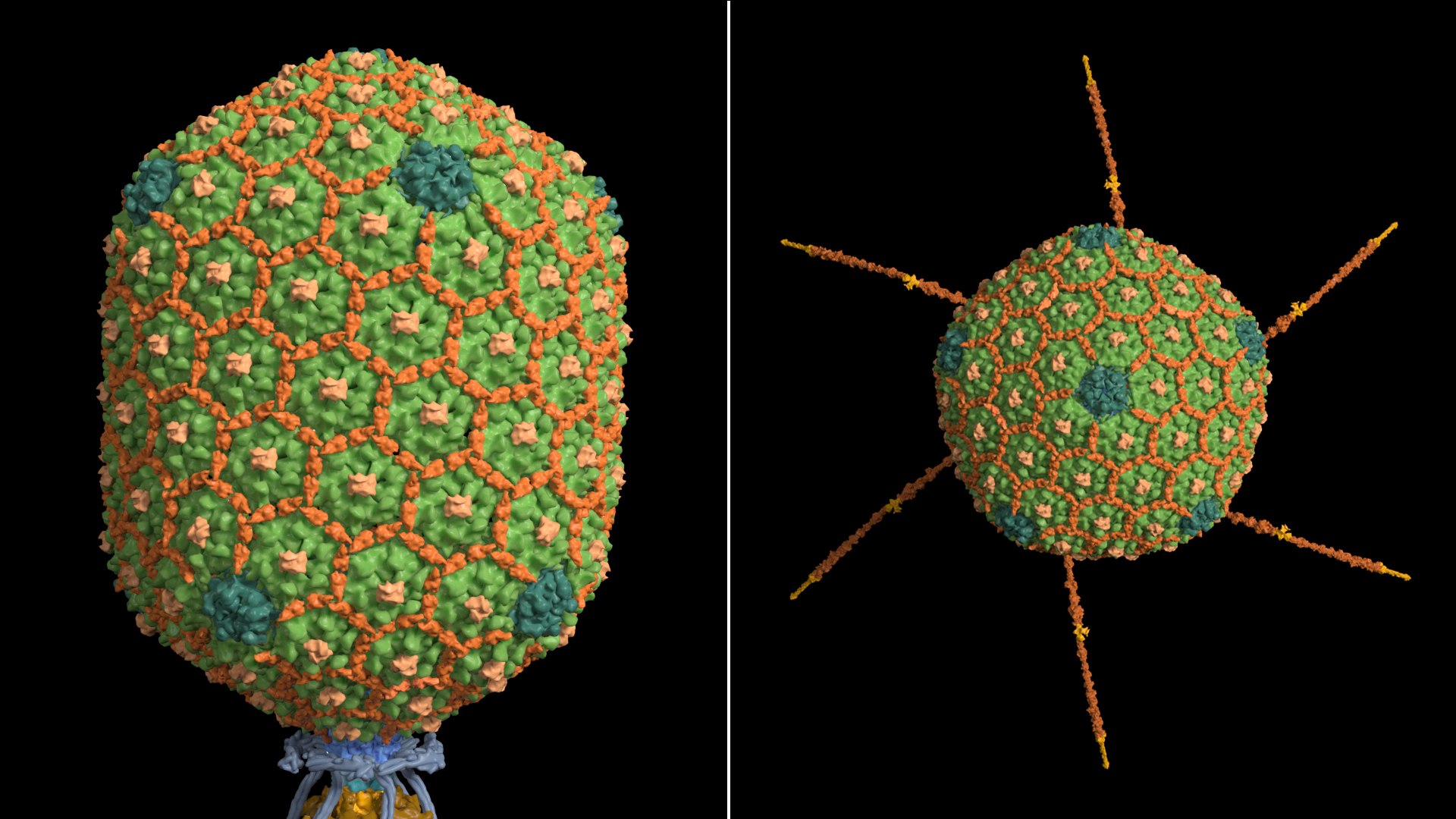 3D model Bacteriophage T4 https://p.turbosquid.com/ts-thumb/lx/aPhMdy/JQ/bacteriophaget4_beauty005/jpg/1769175520/1920x1080/fit_q87/81ee7371a9bdfd05cab020960cd21d02d787e5b2/bacteriophaget4_beauty005.jpg