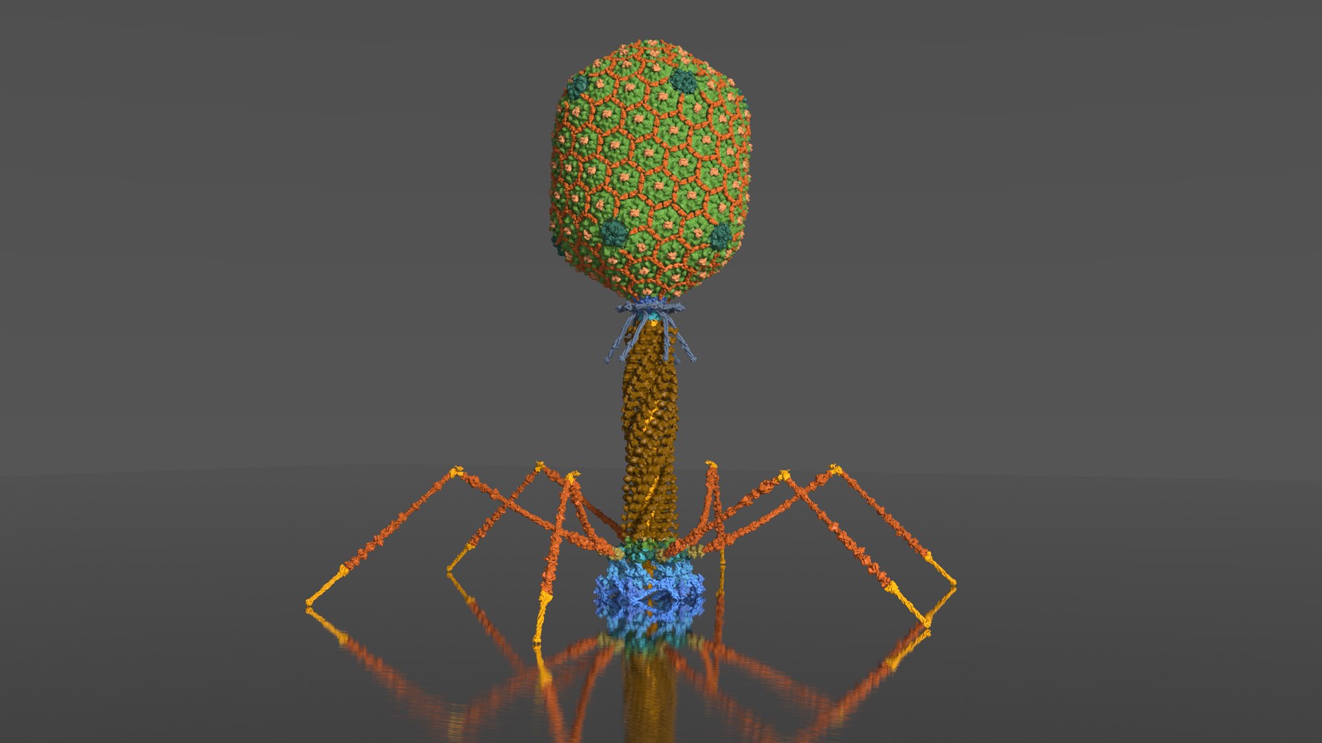 3D model Bacteriophage T4 https://p.turbosquid.com/ts-thumb/lx/aPhMdy/Lu/bacteriophaget4_beauty003/jpg/1769176433/1920x1080/fit_q87/2e26d3ab39f2015b6248aa01caf0ce29db061872/bacteriophaget4_beauty003.jpg