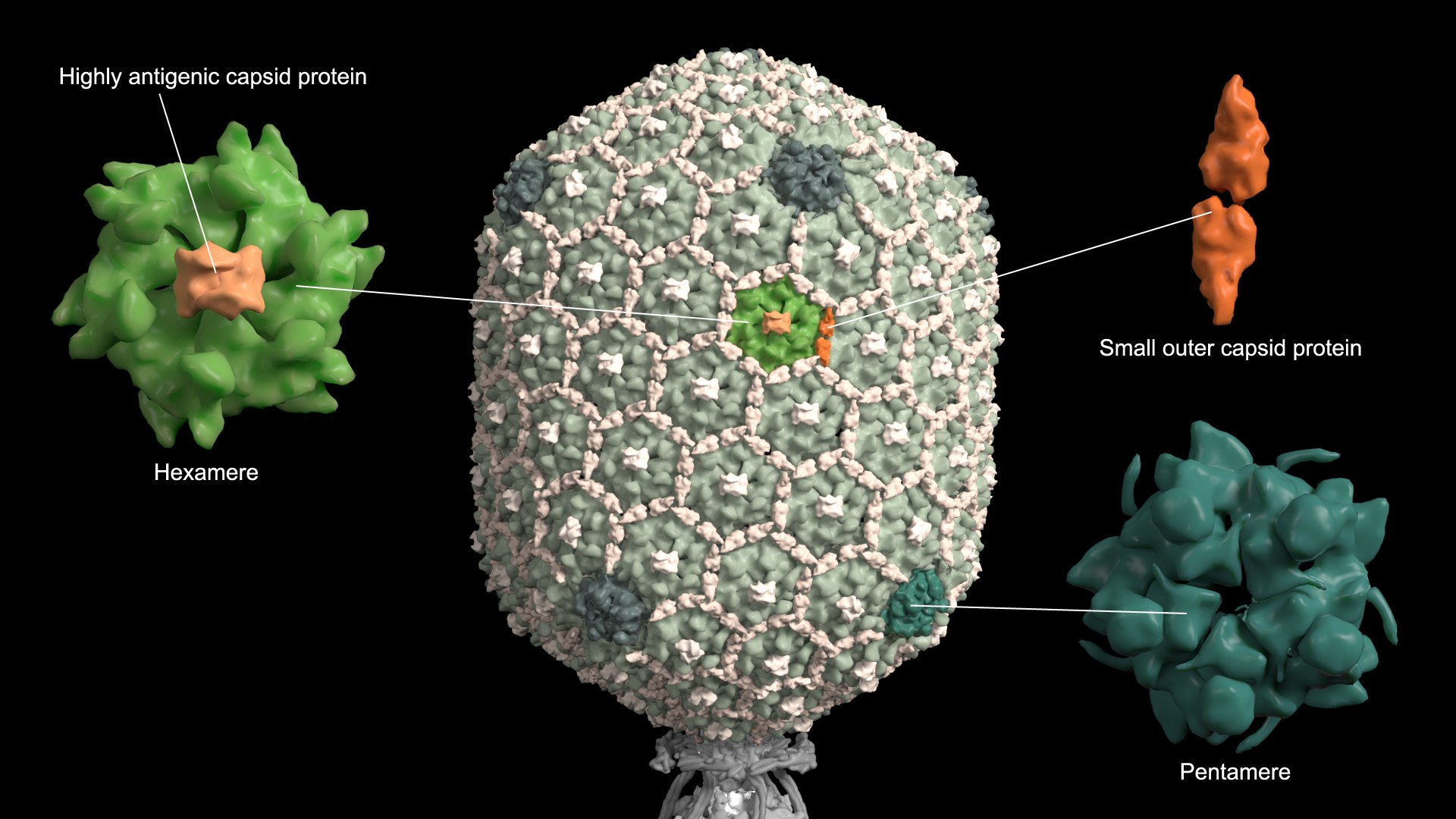 3D model Bacteriophage T4 https://p.turbosquid.com/ts-thumb/lx/aPhMdy/QF/bacteriophaget4_beauty004/jpg/1769175520/1920x1080/fit_q87/5ebffc69e988c1d1e39fb6f748b93c979298a827/bacteriophaget4_beauty004.jpg