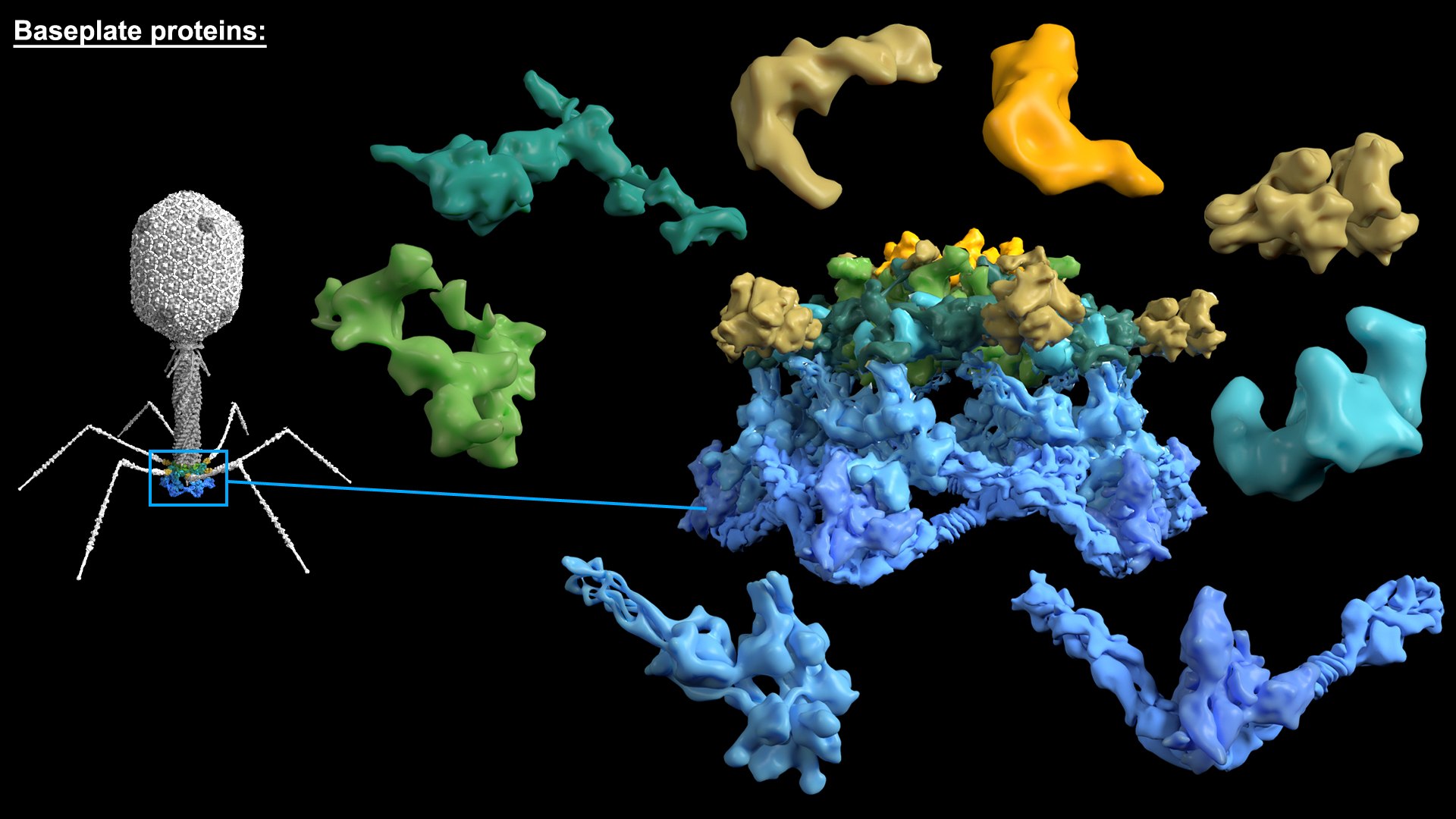 3D model Bacteriophage T4 https://p.turbosquid.com/ts-thumb/lx/aPhMdy/WS/bacteriophaget4_baseplateproteins/jpg/1769175807/1920x1080/fit_q87/d2b3023b816e02769ff2ce15701b5296b63e3d33/bacteriophaget4_baseplateproteins.jpg