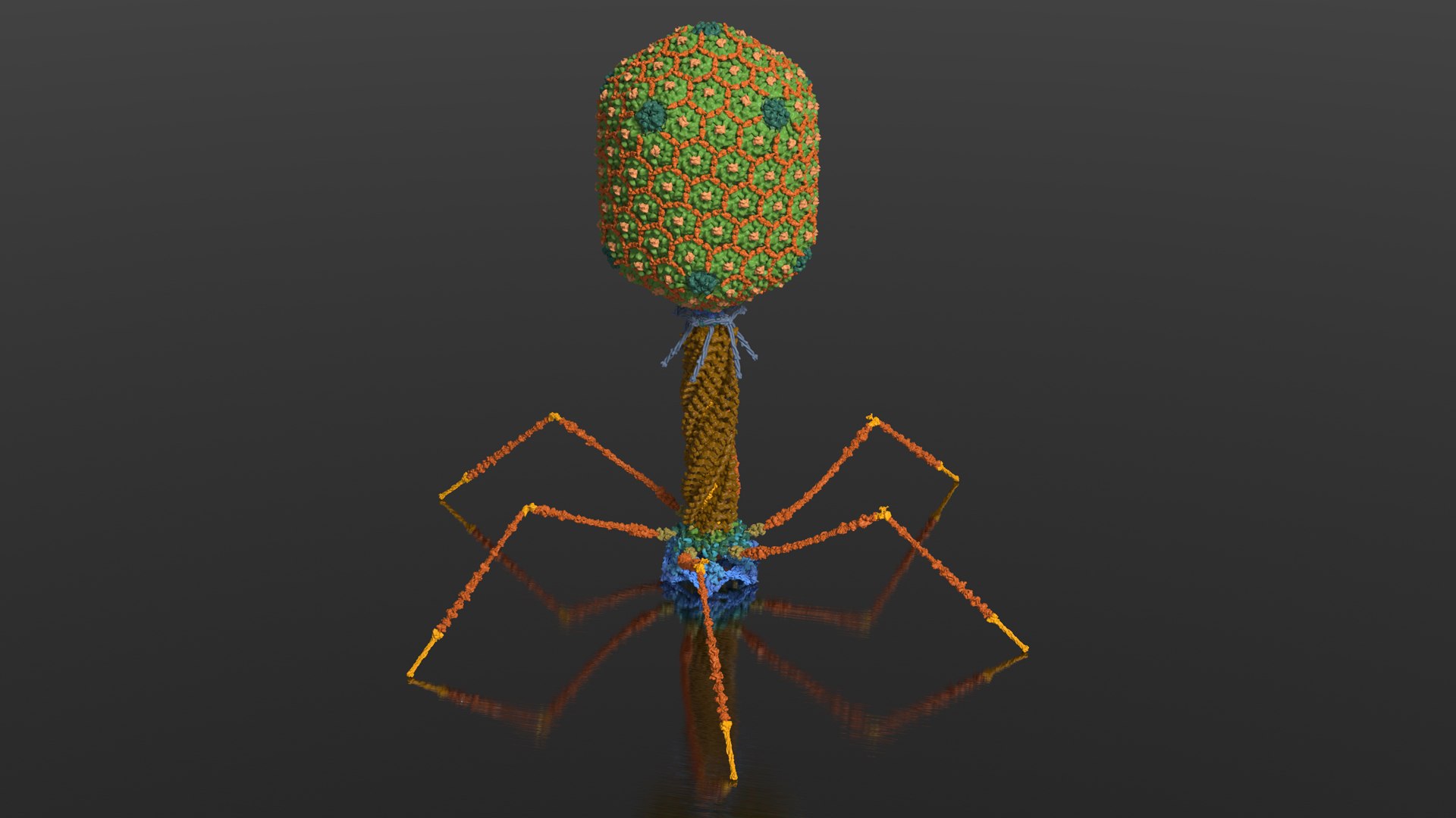 3D model Bacteriophage T4 https://p.turbosquid.com/ts-thumb/lx/aPhMdy/gX/bacteriophaget4_beauty001/jpg/1769176434/1920x1080/fit_q87/914749d76ce40151c2c5b247446f7bd40d3bf259/bacteriophaget4_beauty001.jpg