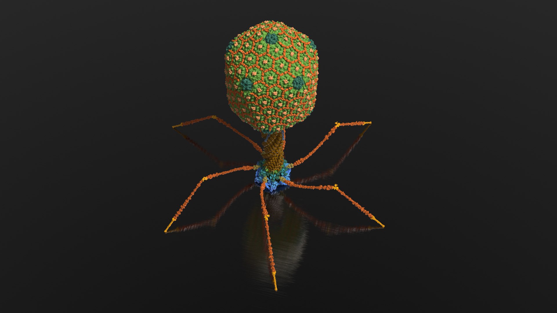 3D model Bacteriophage T4 https://p.turbosquid.com/ts-thumb/lx/aPhMdy/kb/bacteriophaget4_beauty002/jpg/1769176433/1920x1080/fit_q87/f3f7f2585a29ce1c467e55784d30ec7ef43f4eb5/bacteriophaget4_beauty002.jpg