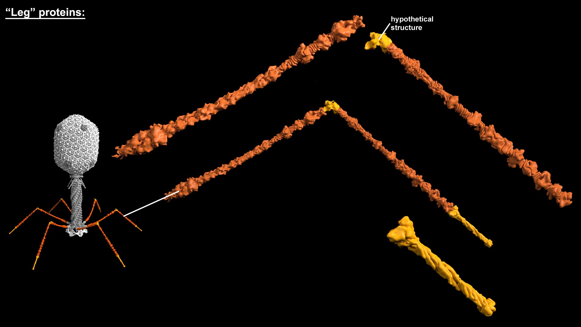 3D model Bacteriophage T4 https://p.turbosquid.com/ts-thumb/lx/aPhMdy/oB/bacteriophaget4_ltfproteins/jpg/1769175519/1920x1080/fit_q87/cc9f0022c3ede61a8fa590a3dde105866a0ce425/bacteriophaget4_ltfproteins.jpg