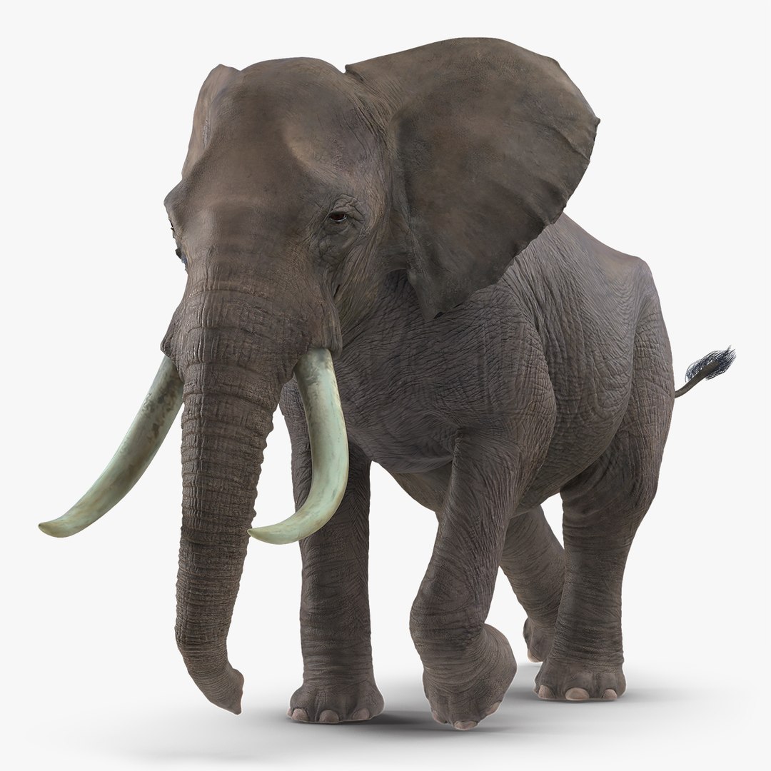 Animated Elephant Running Rigged for Cinema 4D 3D model preview