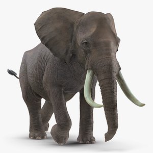 3D elephant running animal rigged model