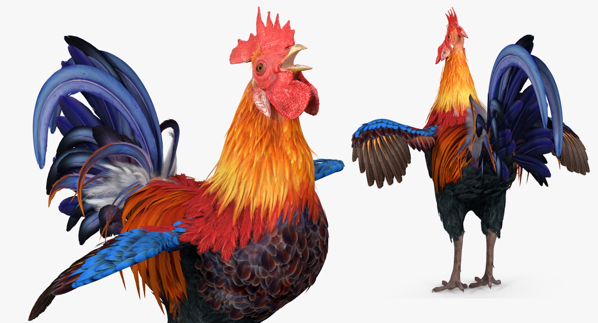3d model cock crows https://p.turbosquid.com/ts-thumb/lx/nCPA69/2yw1yQ98/cockcrowsvray3dmodel005/jpg/1479551900/1920x1080/fit_q87/ccf4b962fecb37f4d578ad2134f9b3558e453677/cockcrowsvray3dmodel005.jpg