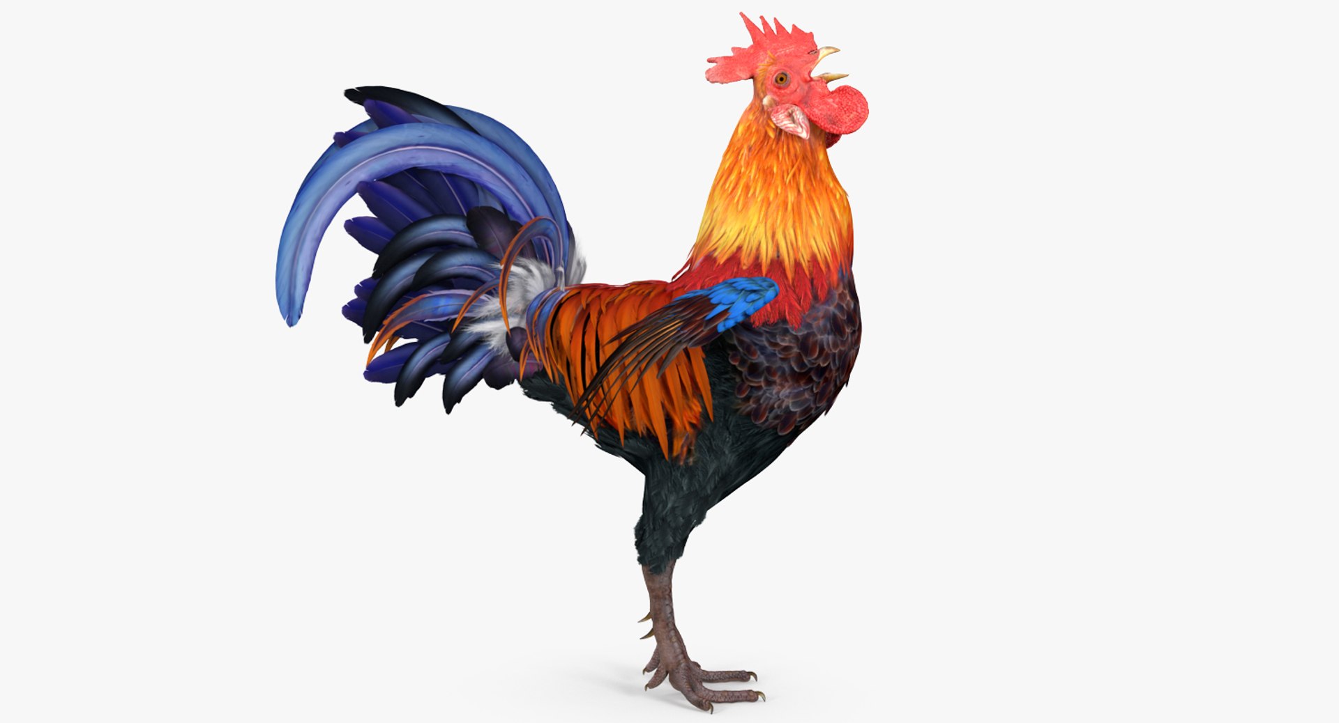 3d model cock crows https://p.turbosquid.com/ts-thumb/lx/nCPA69/Da6EqGdb/cockcrowsvray3dmodel003/jpg/1479551900/1920x1080/fit_q87/93c09644cd6d29c7d8249e43aa53cb32c7b1ae71/cockcrowsvray3dmodel003.jpg