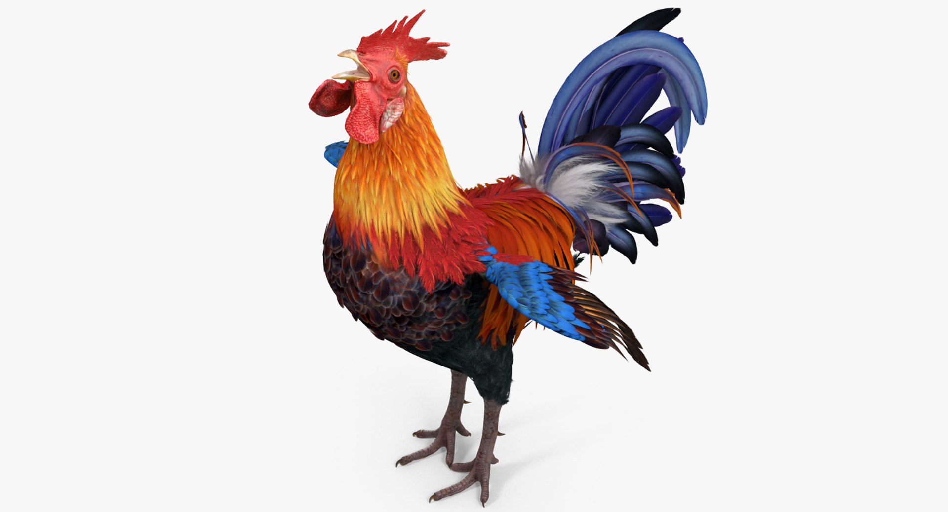Cock Crows 3D model preview