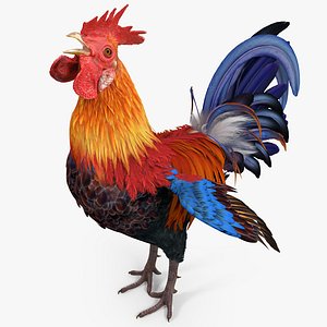 3d model cock crows