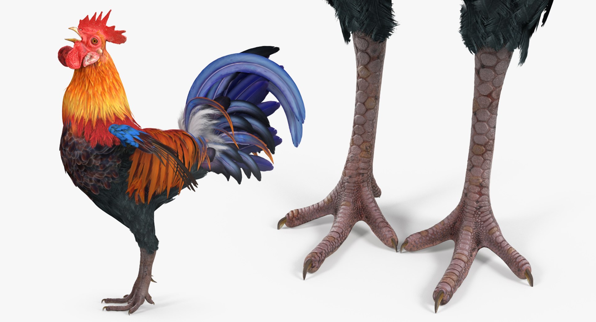 3d model cock crows https://p.turbosquid.com/ts-thumb/lx/nCPA69/qjNCt0qy/cockcrowsvray3dmodel006/jpg/1479551900/1920x1080/fit_q87/44e533689248396921ddb6c58fd761554c2e70ea/cockcrowsvray3dmodel006.jpg