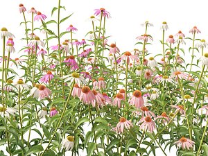 3D Highpoly-Low Poly - Echinacea purpurea - purple coneflower