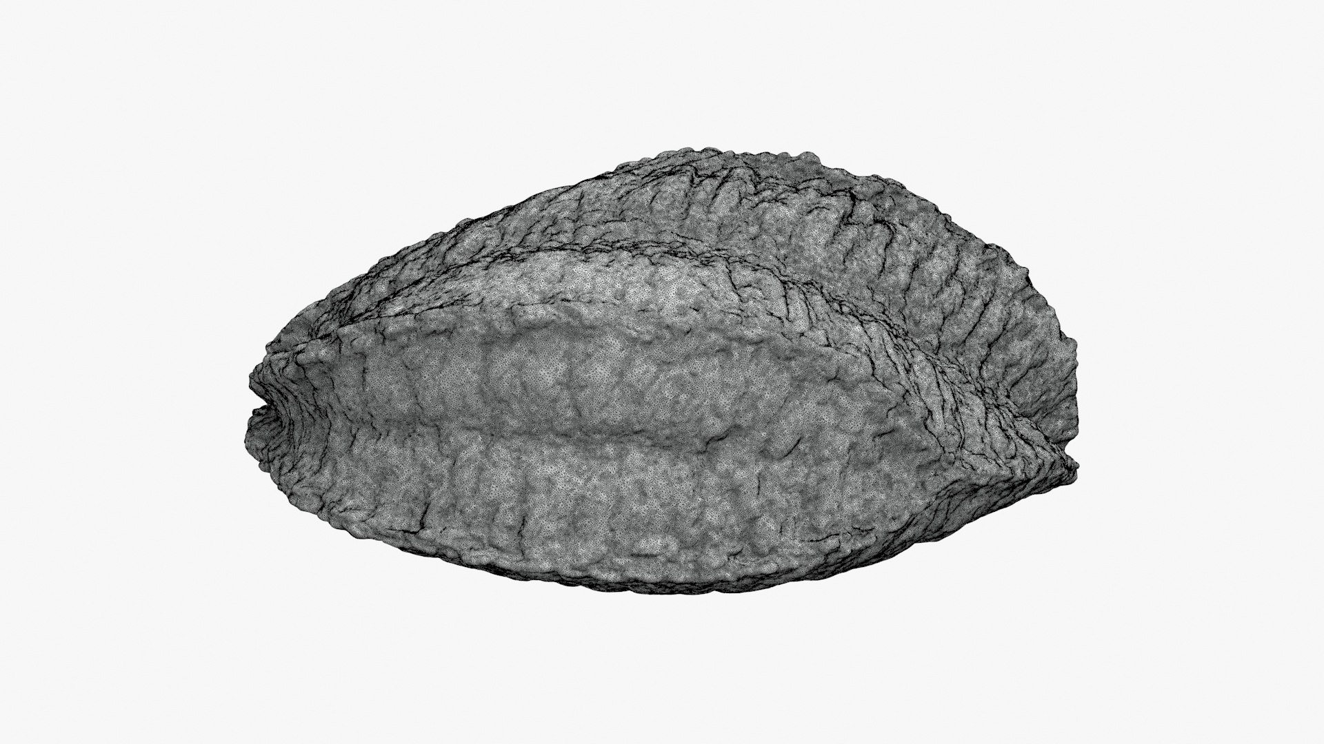 3D Brazil Nut In Shell 02 3D Print - TurboSquid 2286416