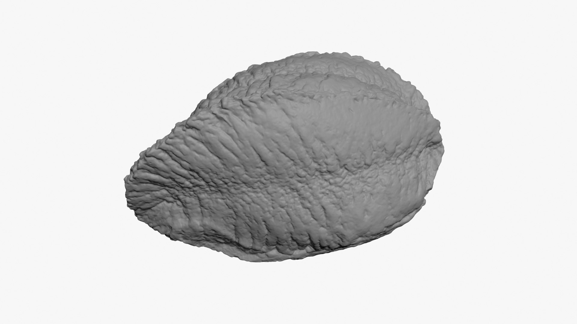 3D Brazil Nut In Shell 02 3D Print - TurboSquid 2286416