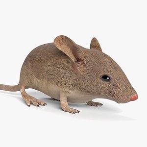Lab Mouse - Download Free 3D model by Just8 (@Just8) [b881792]