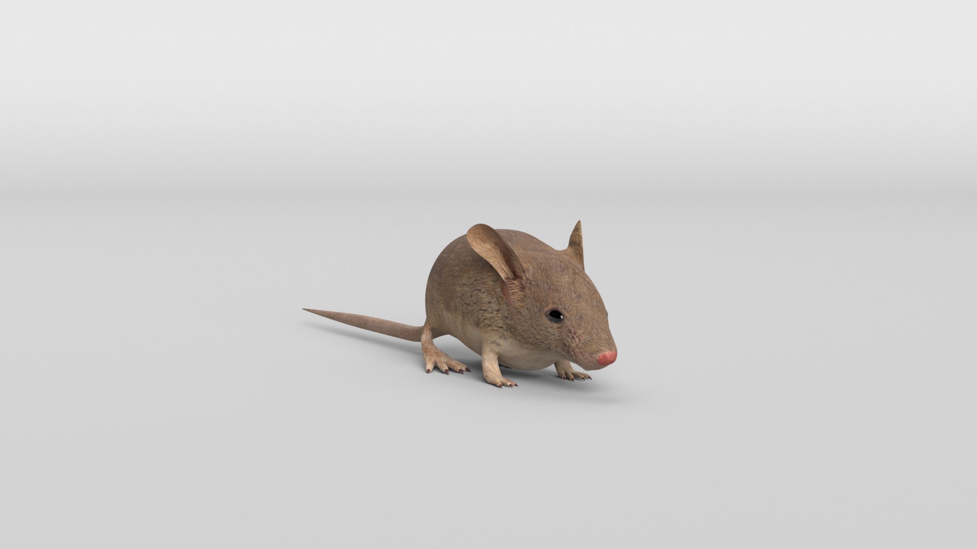Mouse Animal Mammal Model - TurboSquid 1673928