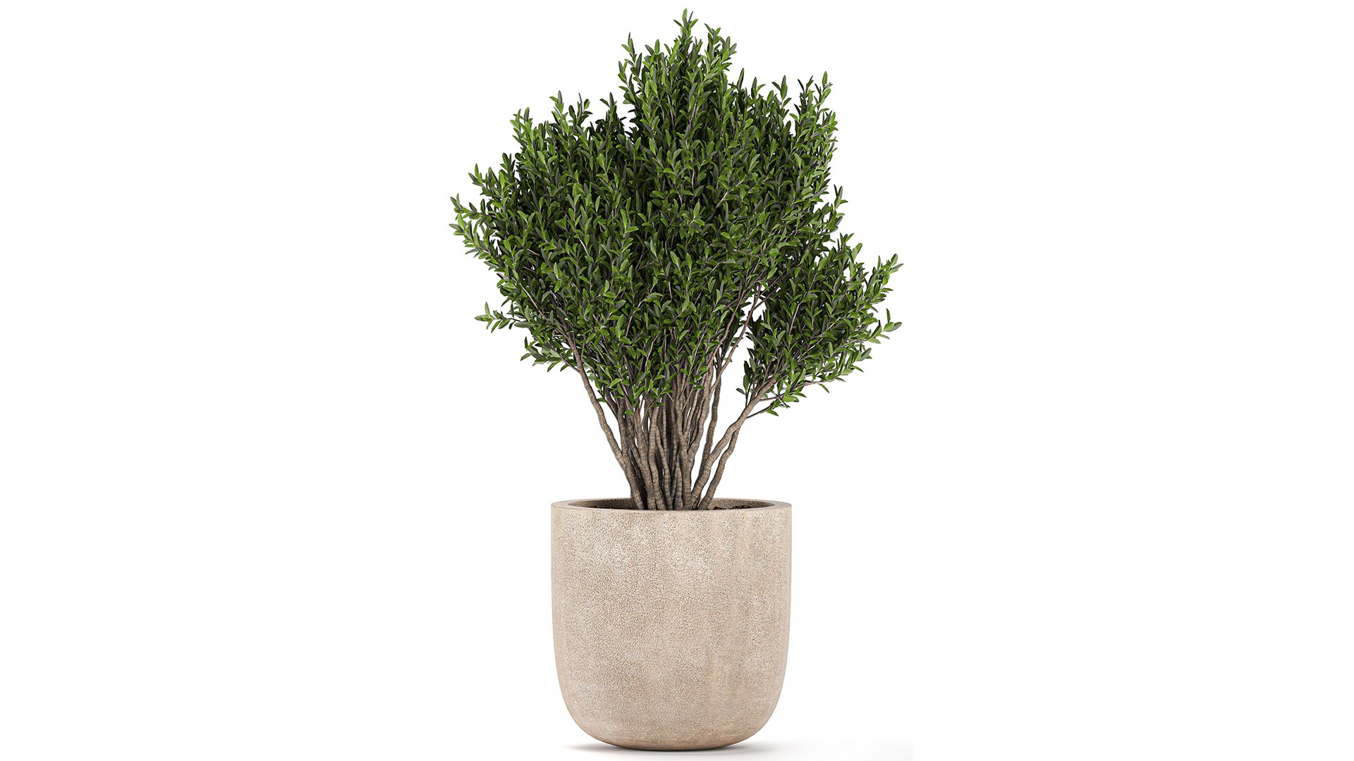 3D flower pot tree https://p.turbosquid.com/ts-thumb/ly/GEOmr3/0b/1plants1201202108/jpg/1610554558/1920x1080/fit_q87/eec049767ecd3810a9343d0fcf9f9ef9c93b37e8/1plants1201202108.jpg