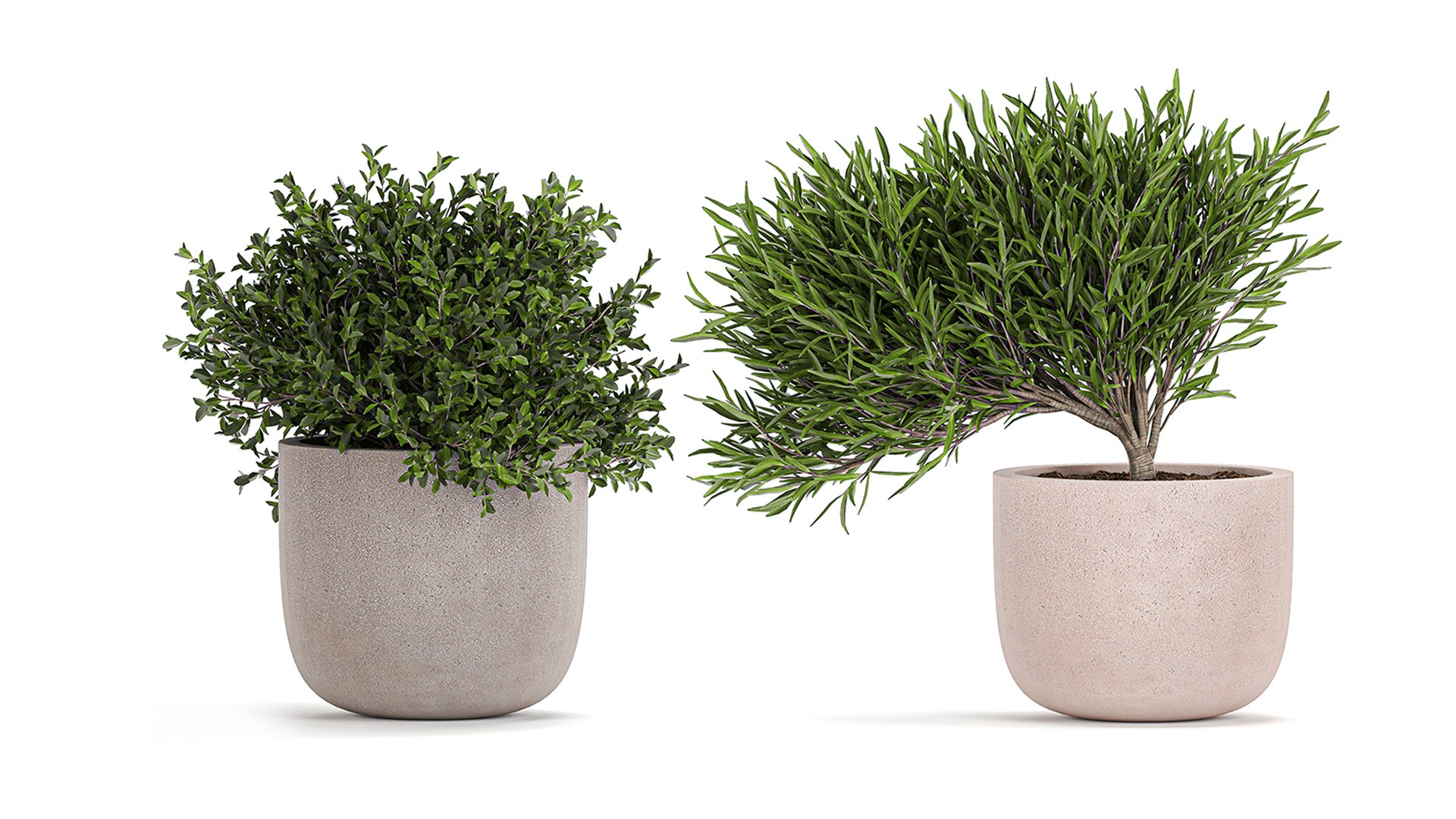 3D flower pot tree https://p.turbosquid.com/ts-thumb/ly/GEOmr3/kT/1plants1201202104/jpg/1610554556/1920x1080/fit_q87/6dd2392f86ec533b7bf51b8e3fed848eb53f34c2/1plants1201202104.jpg