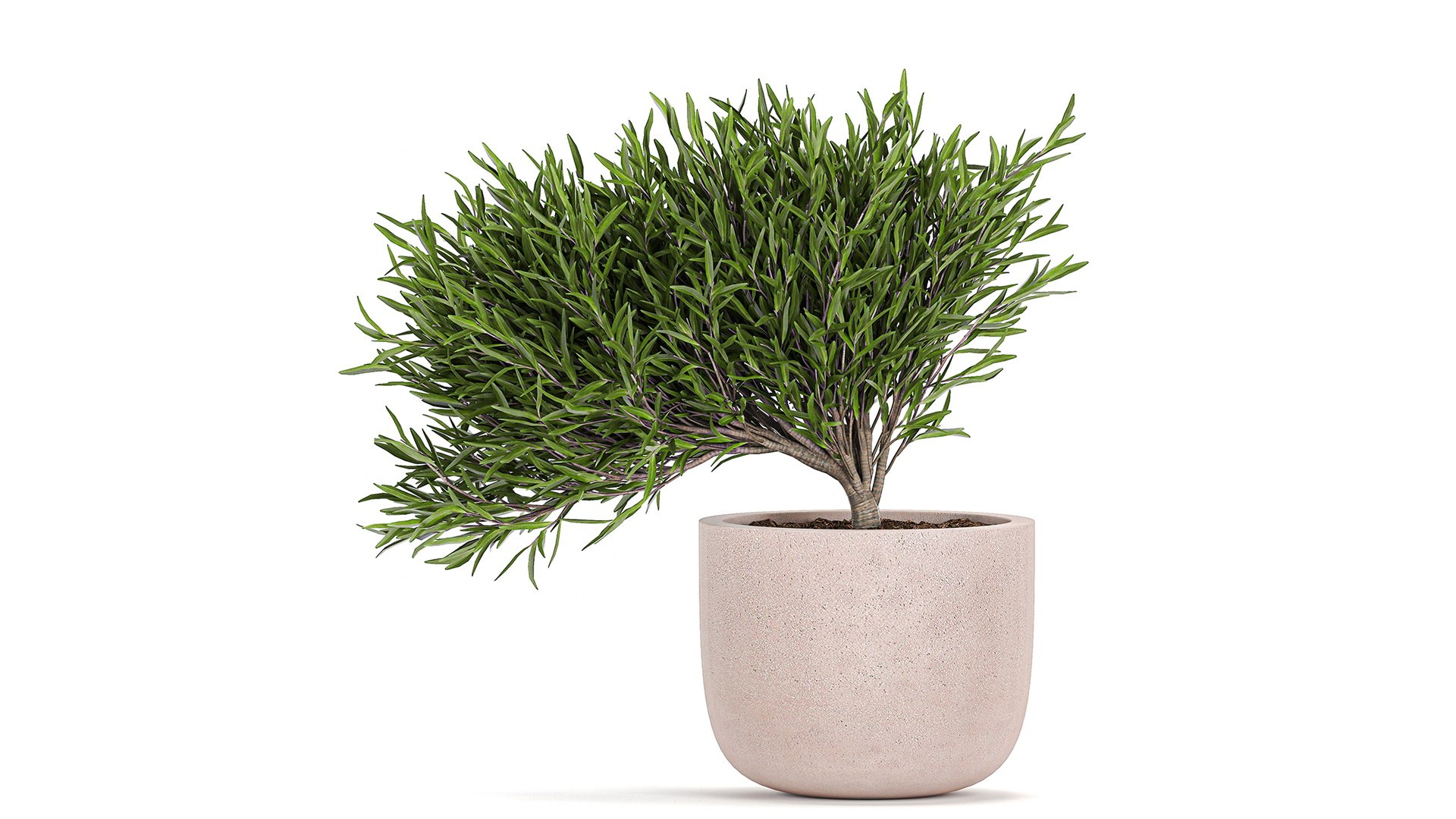 3D flower pot tree https://p.turbosquid.com/ts-thumb/ly/GEOmr3/m6/1plants1201202107/jpg/1610554559/1920x1080/fit_q87/3da5a681e48abf2926d08ef3a027667d2c66d571/1plants1201202107.jpg