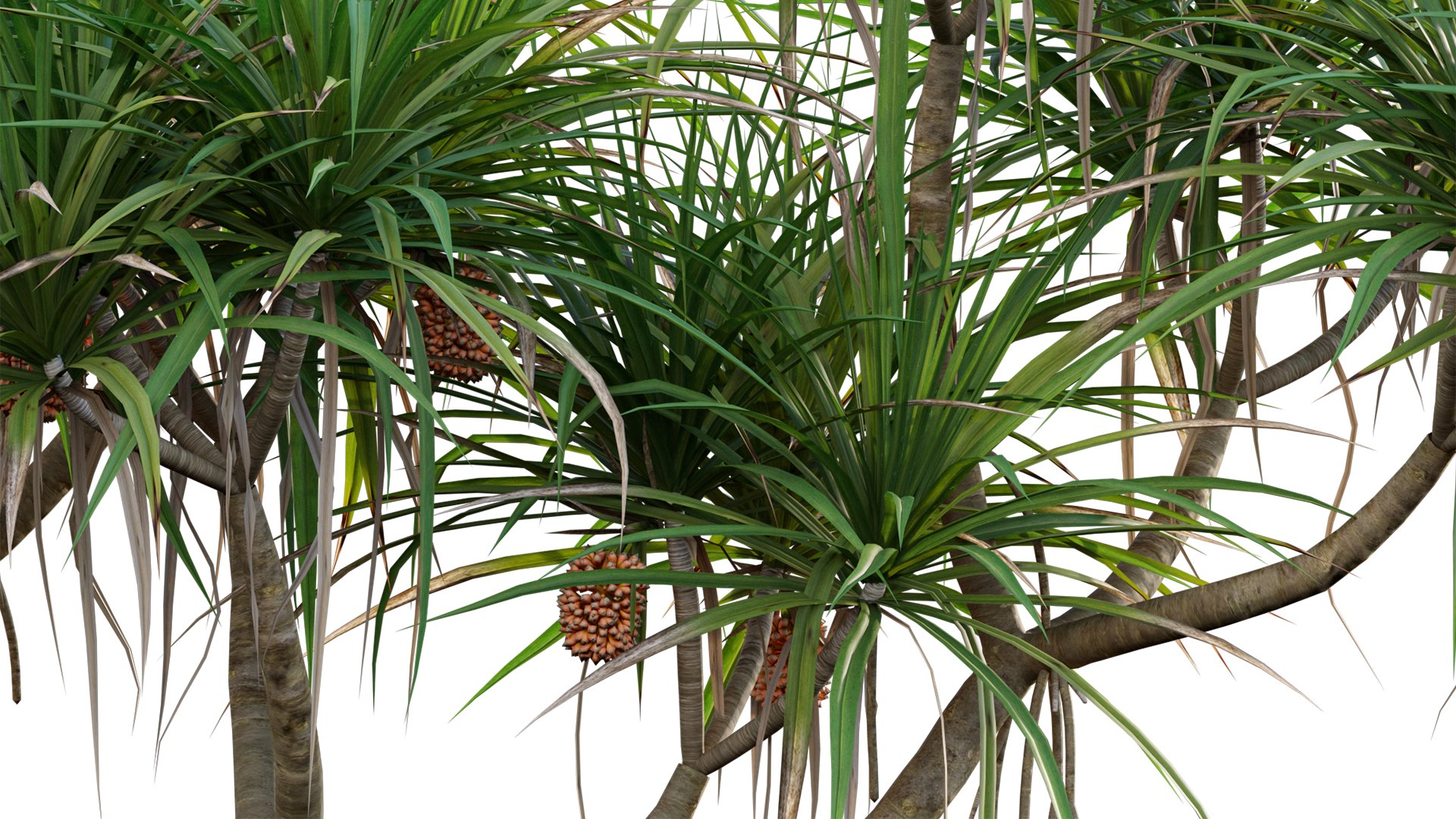 Pandanus tectorius - Screw Pine 03 3D model https://p.turbosquid.com/ts-thumb/ly/SanbMU/CM/3dtree_pandanustectorius_v3_09/jpg/1668152258/1920x1080/fit_q87/6279320bf8a04ab374a48bb21ecf369ac1eab3a0/3dtree_pandanustectorius_v3_09.jpg