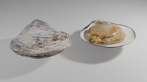 3D model Clam