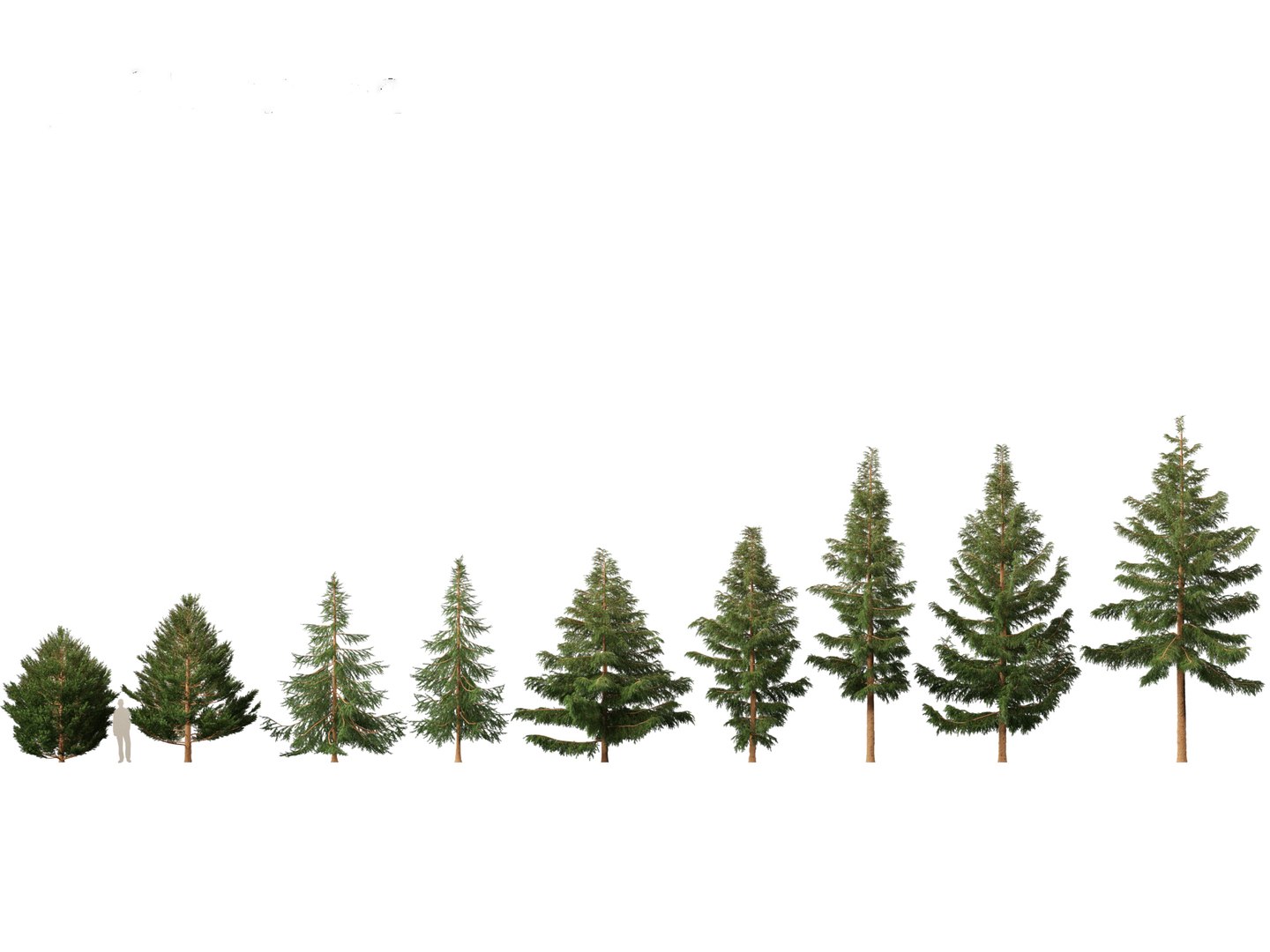 Picea Rubens - Red Spruce Model - TurboSquid 2131255