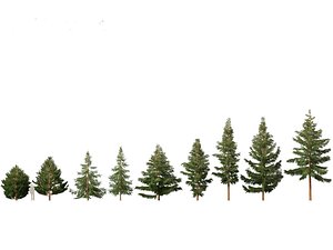 Picea rubens - Red spruce model
