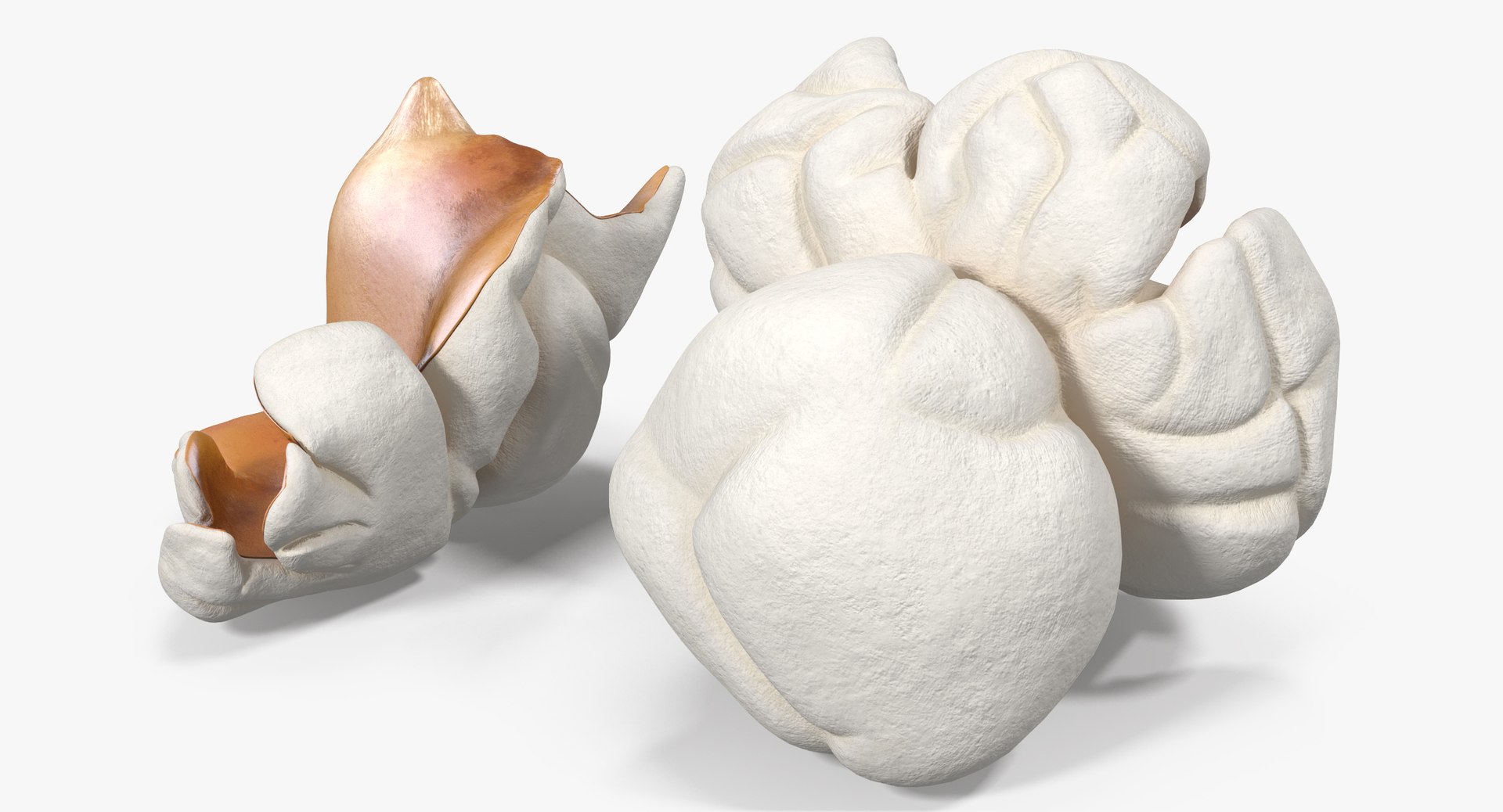 Popcorn 3 3d Model