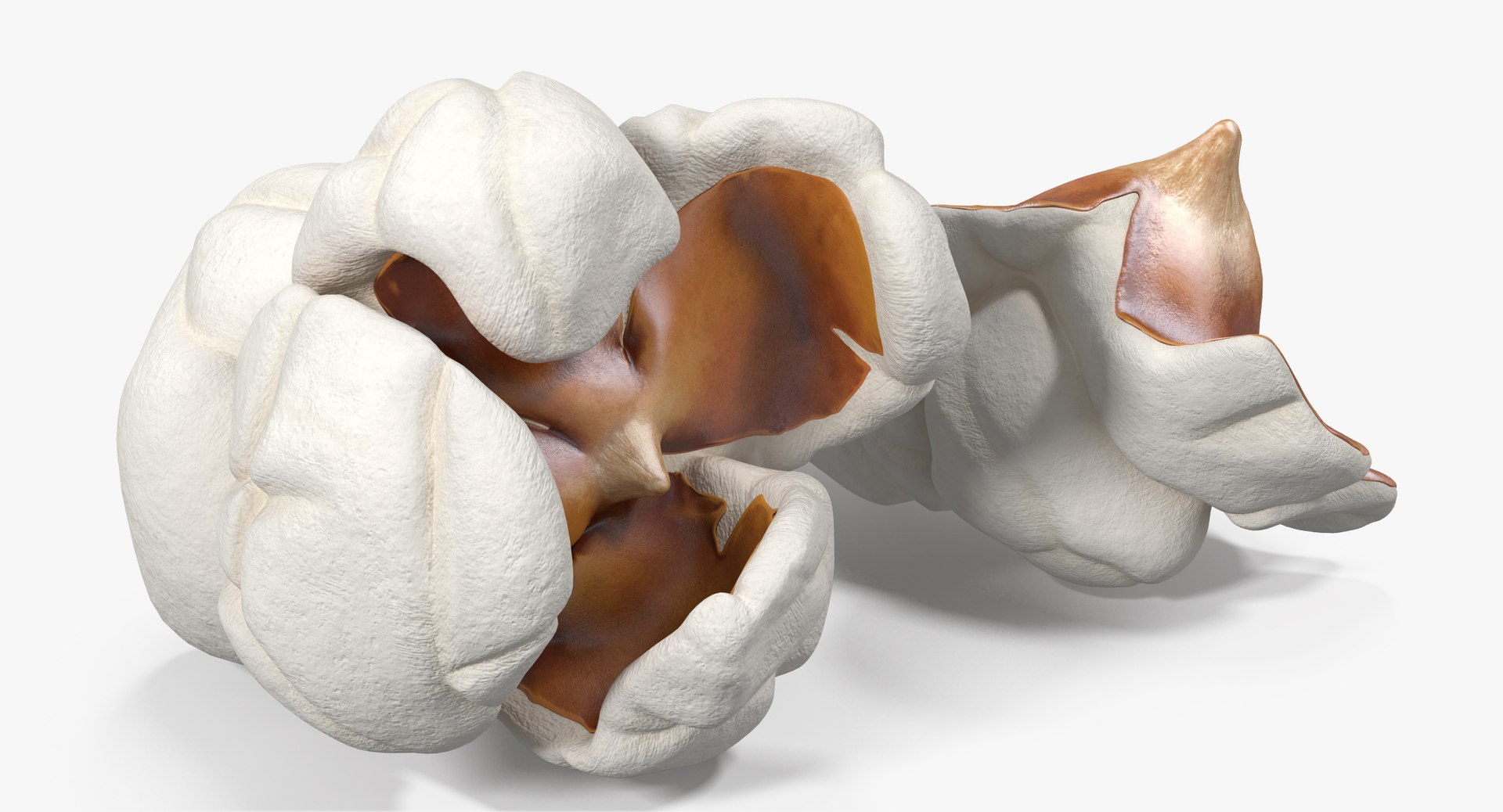 Popcorn 3 3d Model