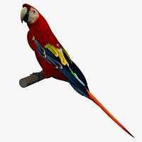 Scarlet Macaw Pose 2