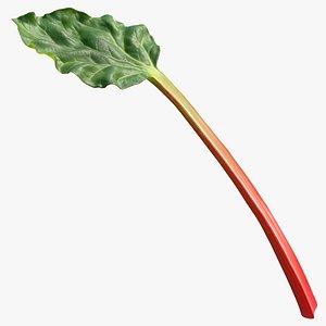 3D rhubarb real