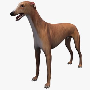 3d model of australian greyhound dog
