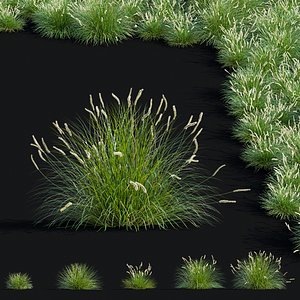 Sesleria autumnalis