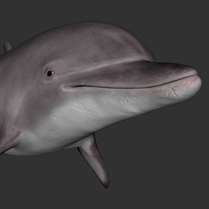 3ds bottlenose tursiops dolphin
