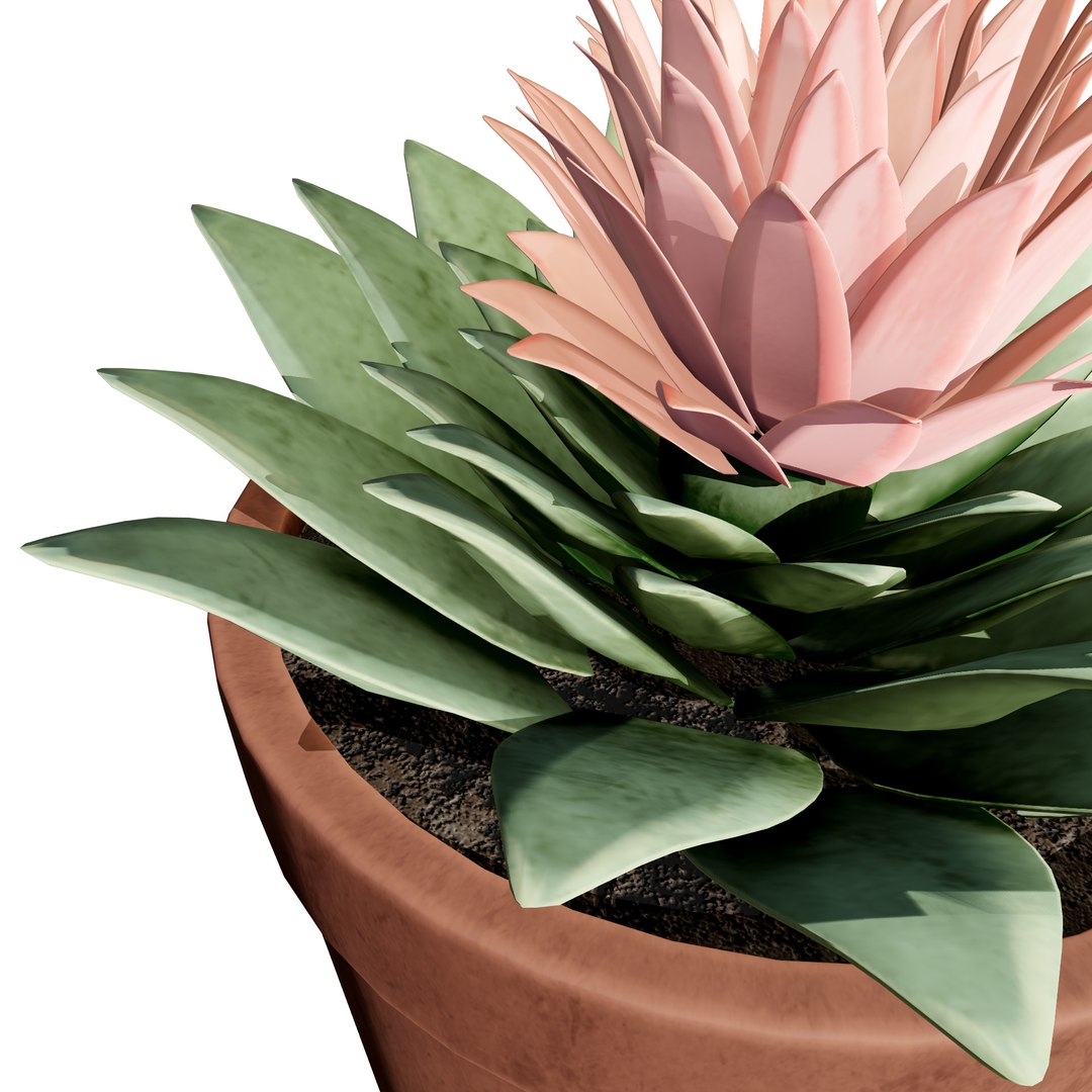 Desert in a Pot: 3D Cacti Models 3D model https://p.turbosquid.com/ts-thumb/ly/oIVL8D/3R/z01plant_3z12/jpg/1718531240/1920x1080/fit_q87/1a8a9843fad41b14ed5e099bb679a41315555a97/z01plant_3z12.jpg
