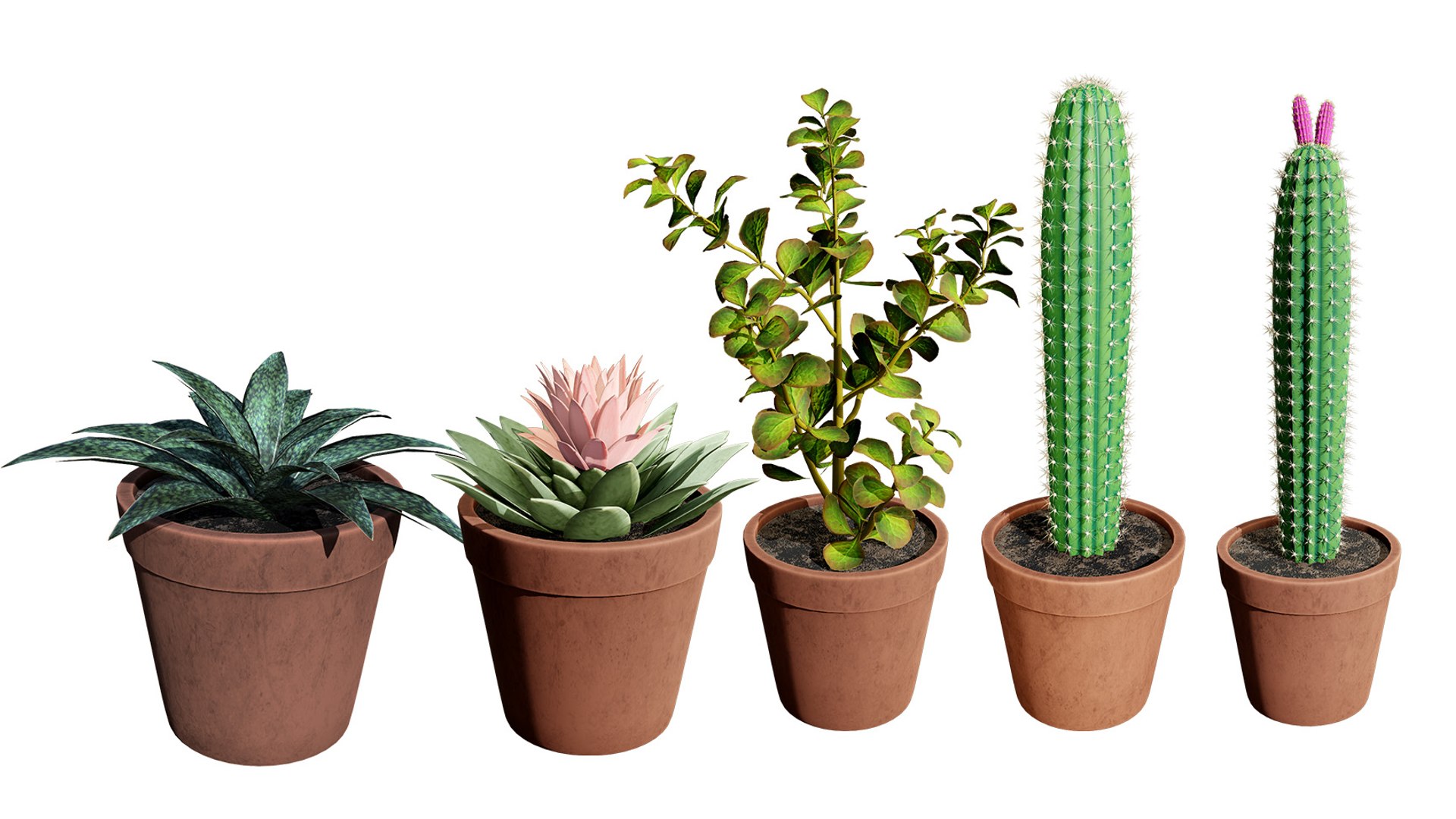Desert in a Pot: 3D Cacti Models 3D model https://p.turbosquid.com/ts-thumb/ly/oIVL8D/xw/plant_1/jpg/1718531248/1920x1080/fit_q87/9f773149296ed73c86fcf846c623fbe332767e52/plant_1.jpg