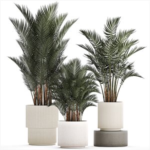 3D Beautiful Howea Forsteriana Palms In Flowerpots 1240
