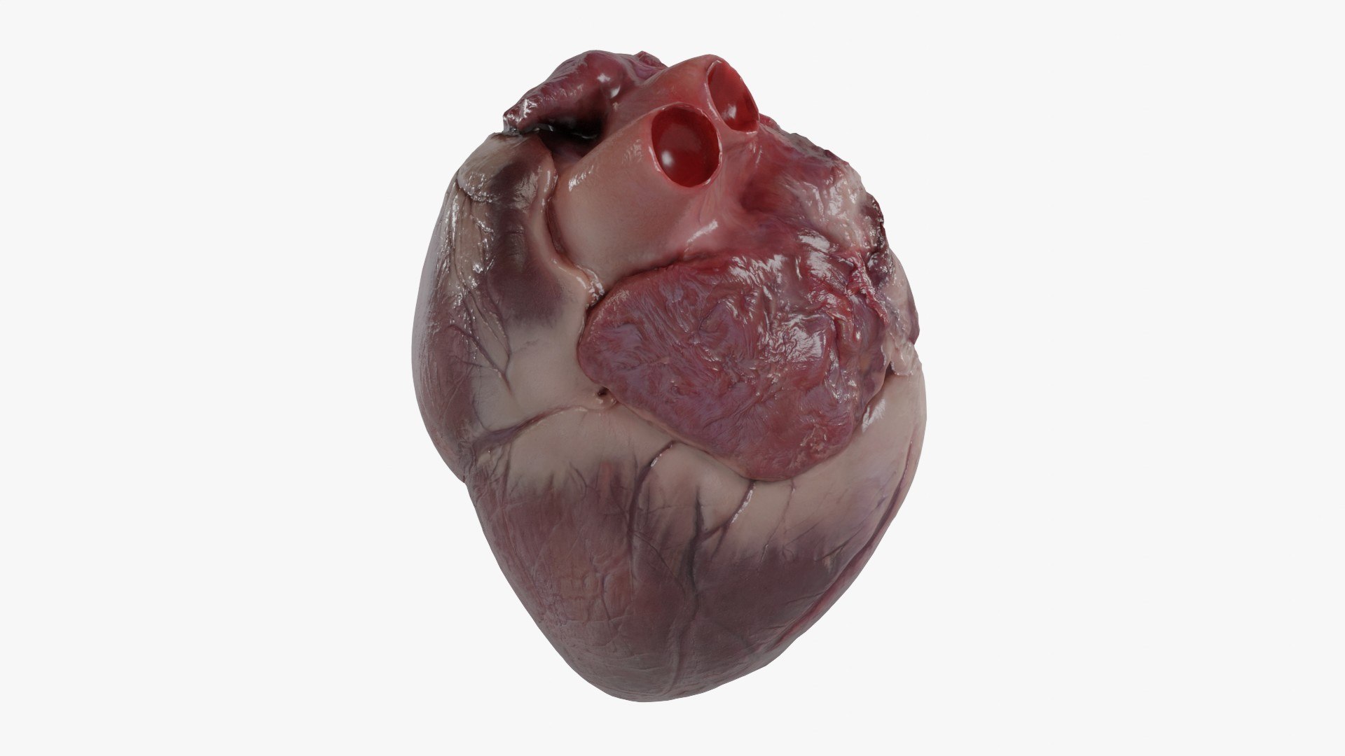 3D Heart https://p.turbosquid.com/ts-thumb/ly/zBQwbf/5B/6/jpg/1691945034/1920x1080/fit_q87/7ec380256408ca50bd426948bc6abfd700d28885/6.jpg