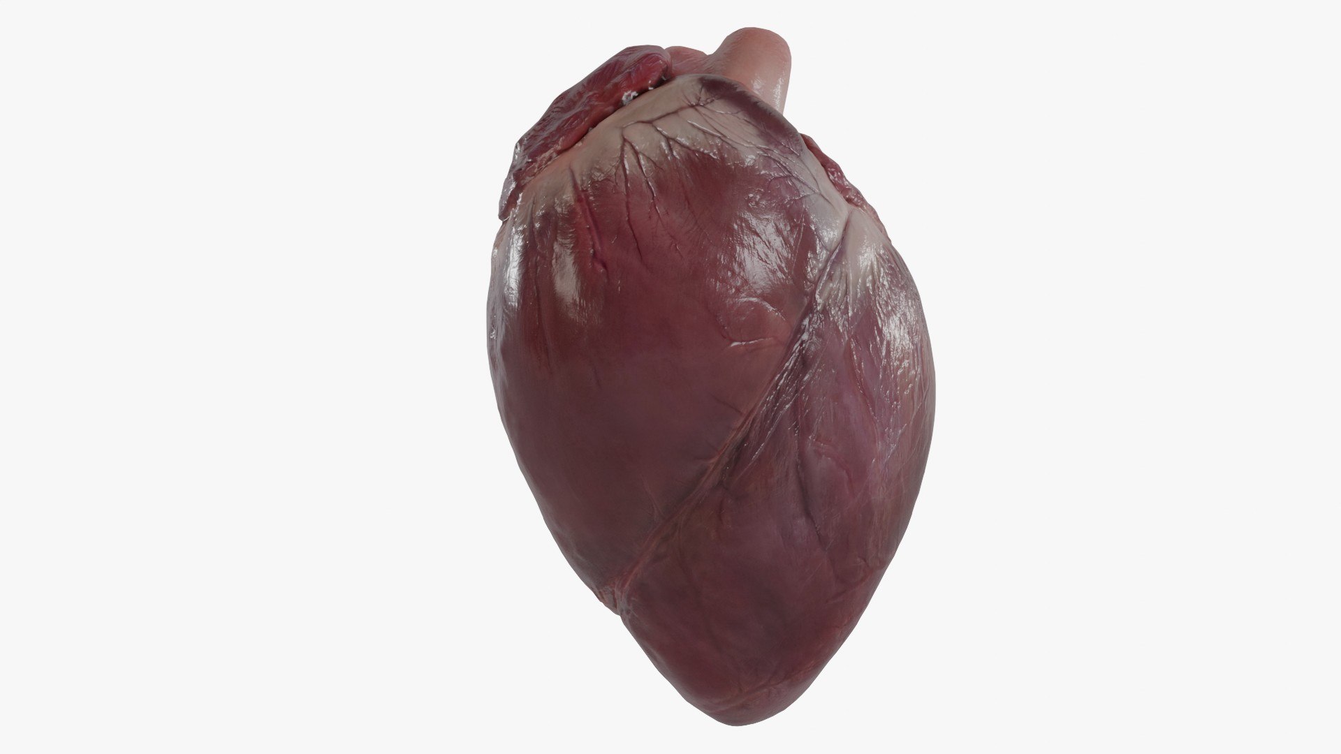3D Heart https://p.turbosquid.com/ts-thumb/ly/zBQwbf/Ll/3/jpg/1691945032/1920x1080/fit_q87/75201369eb245331b436a4620bf47d69706880d5/3.jpg