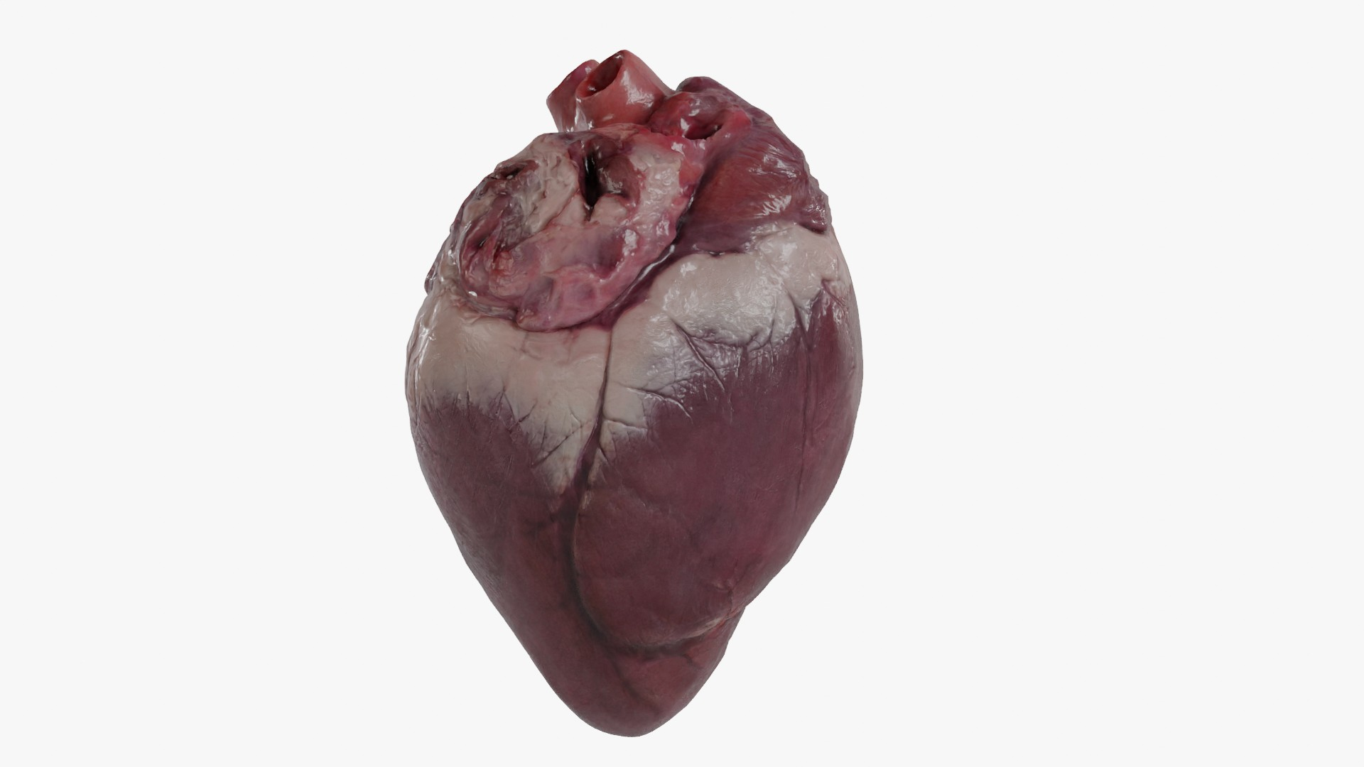 3D Heart https://p.turbosquid.com/ts-thumb/ly/zBQwbf/Qz/model/jpg/1691945095/1920x1080/turn_fit_q99/10b83b761a7b33a824b3786c692f7e813db73050/model-1.jpg