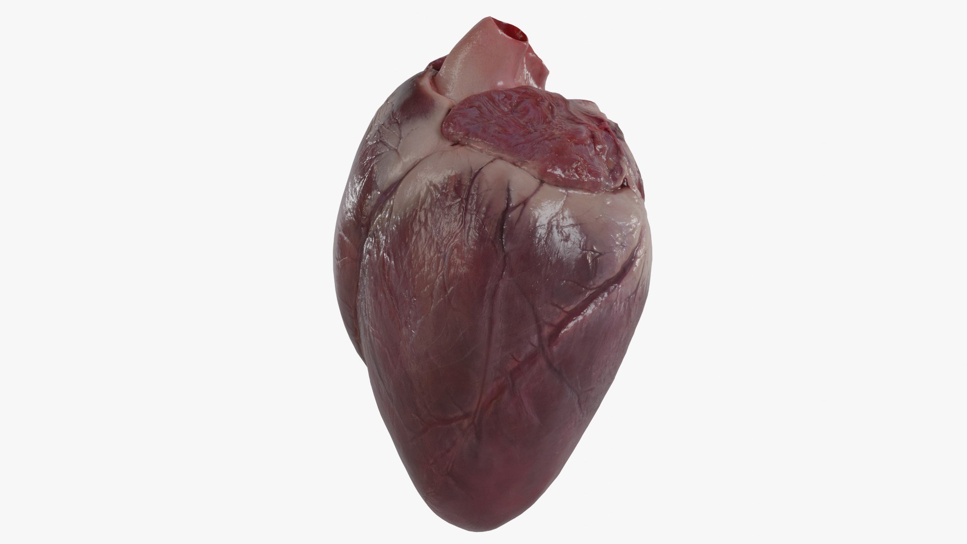 3D Heart https://p.turbosquid.com/ts-thumb/ly/zBQwbf/Yh/5/jpg/1691945034/1920x1080/fit_q87/b63419130461d768a6940ca728aac64e137805d7/5.jpg