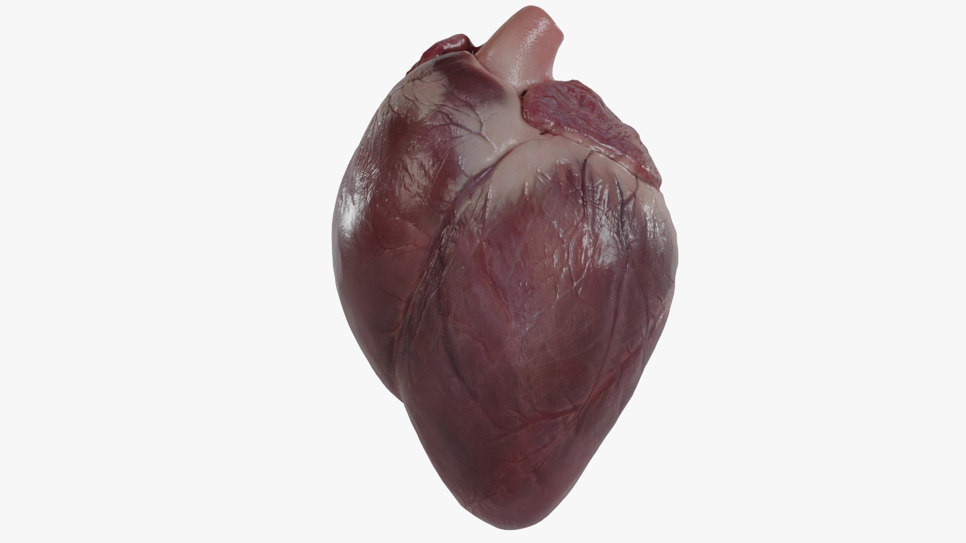 3D Heart https://p.turbosquid.com/ts-thumb/ly/zBQwbf/Yx/4/jpg/1691945033/1920x1080/fit_q87/11b8909f55e6bfed080be2036d00b5cf83168505/4.jpg
