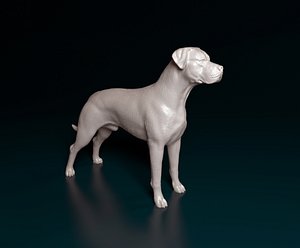 Argentine Dogo 3D model