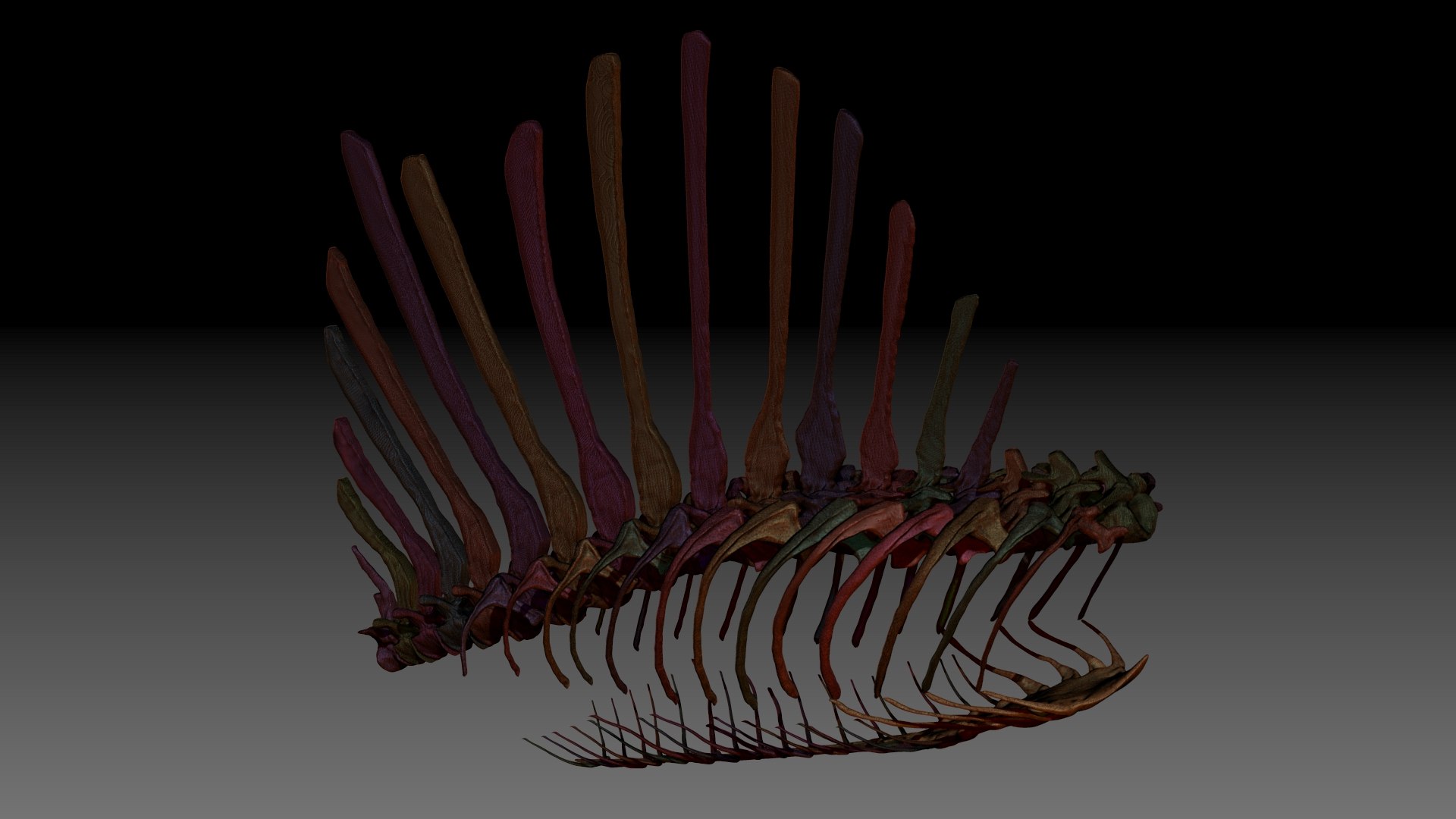 3D Model Spinosaurus Spine Ribs Skeletons Set - TurboSquid 1714693