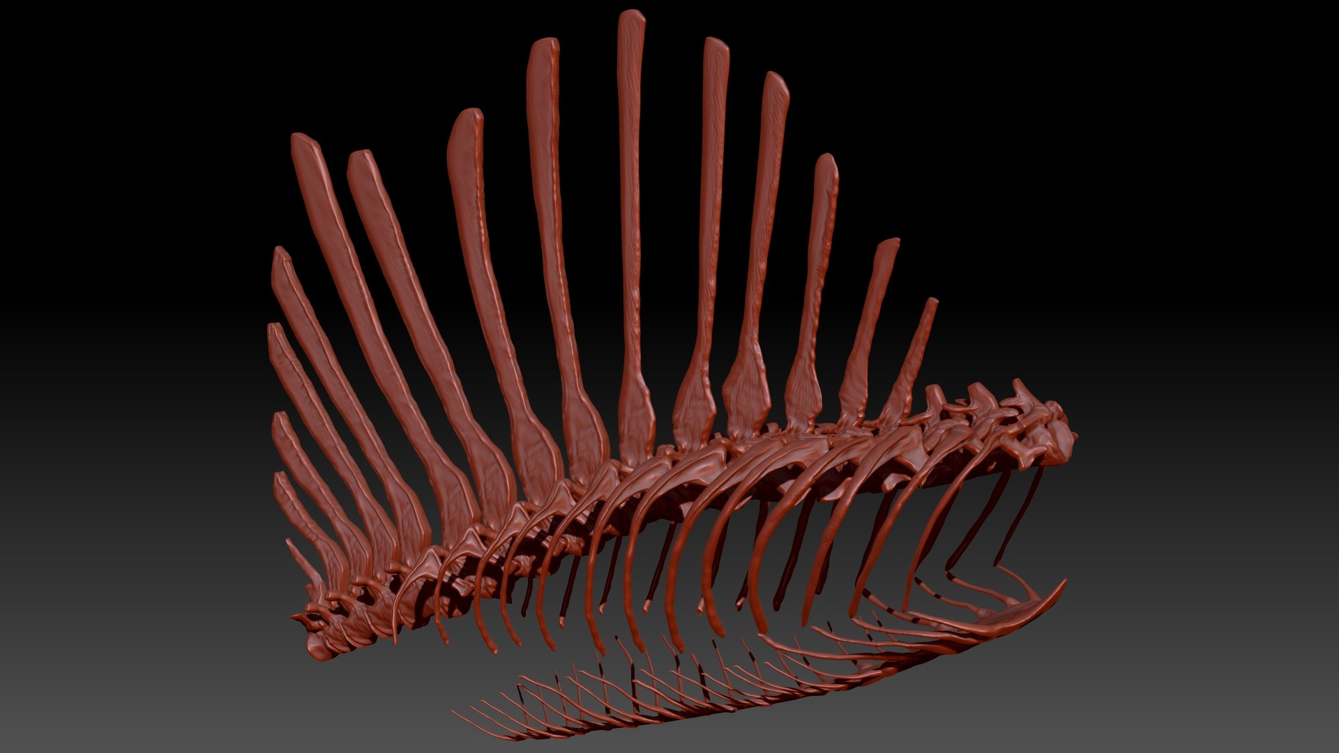 3D Model Spinosaurus Spine Ribs Skeletons Set - TurboSquid 1714693