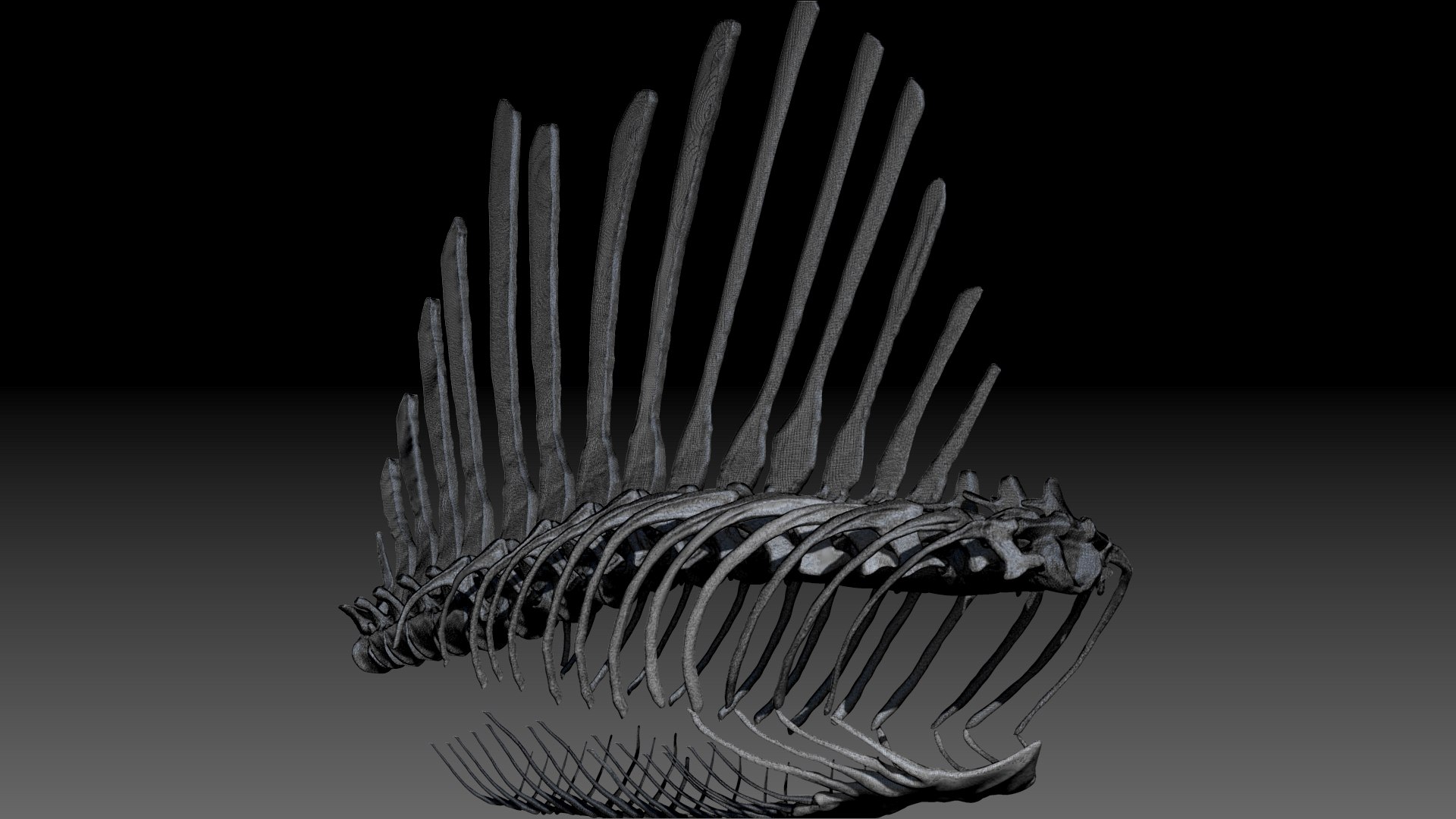 3D Model Spinosaurus Spine Ribs Skeletons Set - TurboSquid 1714693