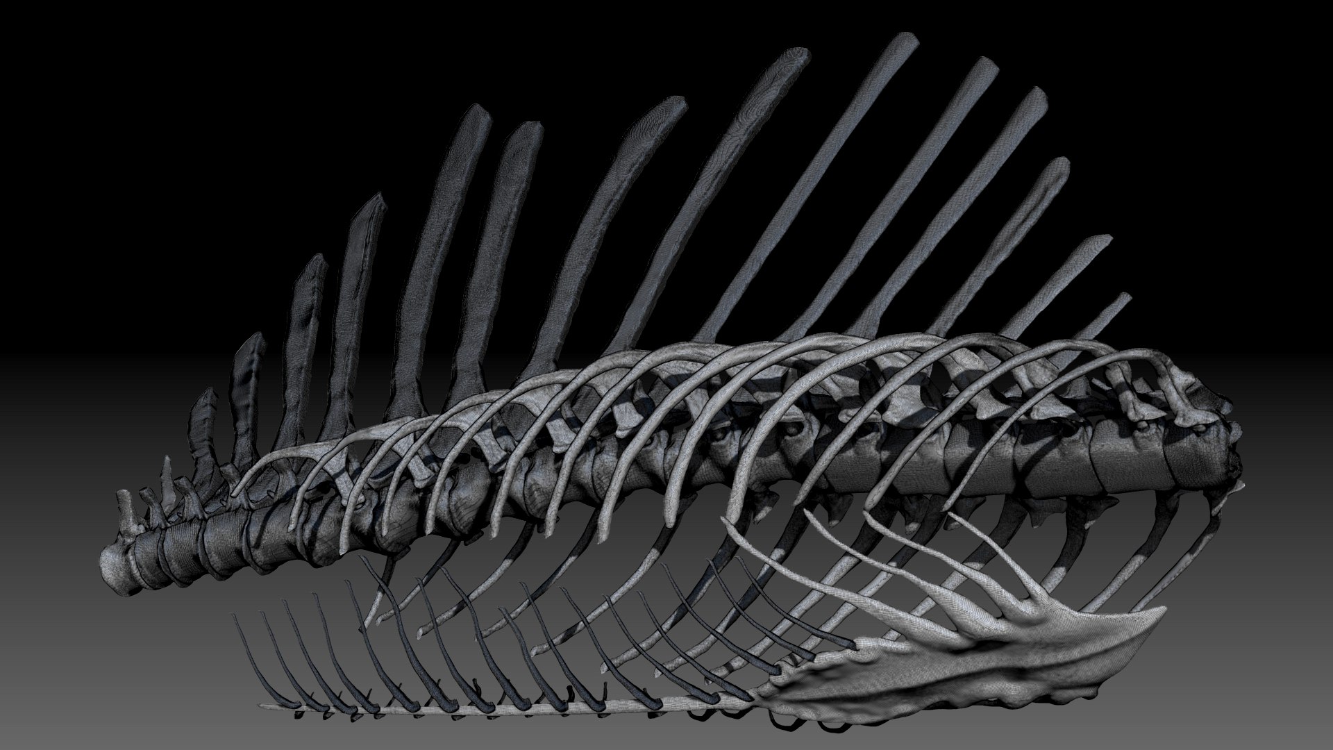 3D Model Spinosaurus Spine Ribs Skeletons Set - TurboSquid 1714693
