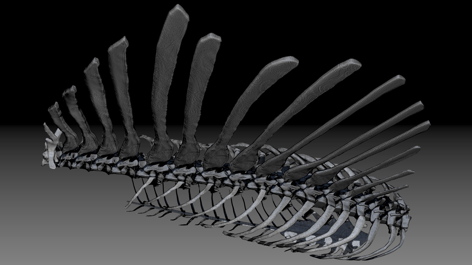 3D Model Spinosaurus Spine Ribs Skeletons Set - TurboSquid 1714693