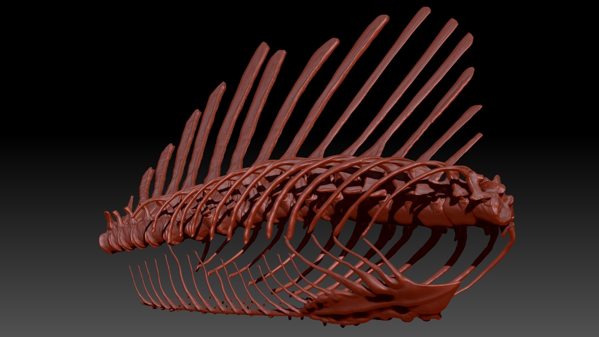 3D Model Spinosaurus Spine Ribs Skeletons Set - TurboSquid 1714693