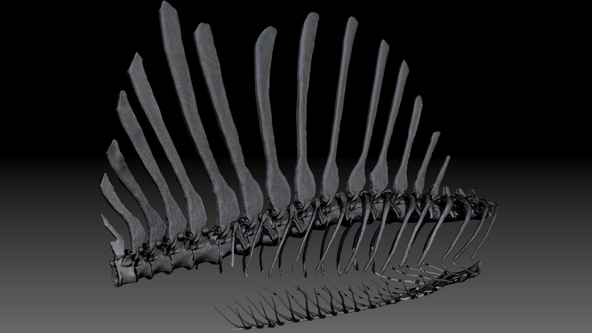 3D Model Spinosaurus Spine Ribs Skeletons Set - TurboSquid 1714693